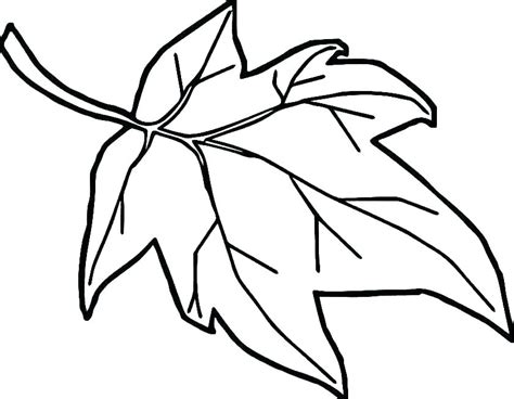 Drawing Holly Leaves And Berries | Free download on ClipArtMag