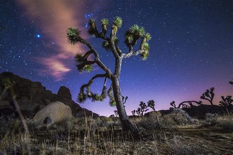 Joshua Tree Night Photograph by Casey Kiernan