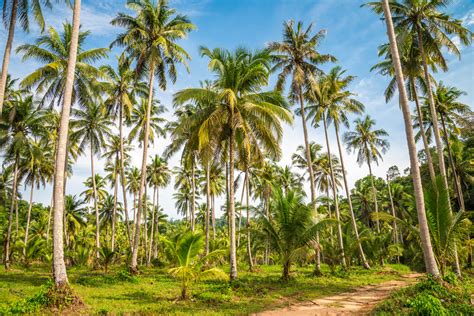 15 Different Types of Coconuts (Dwarf, White, and More!) - PlantSnap