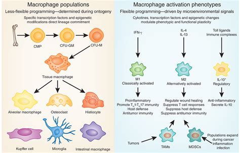 Macrophage Types