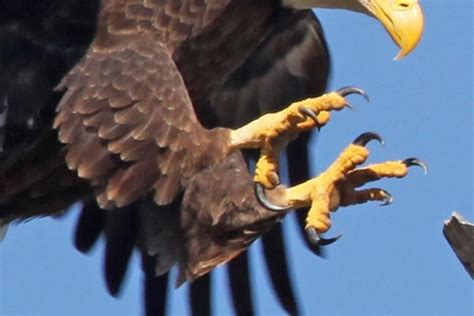 Two Bald Eagles Fighting