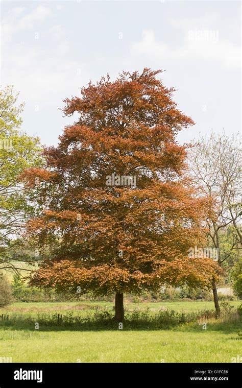 Stunning Copper Beech Tree in early summer Stock Photo - Alamy