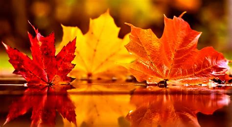 Autumn Leaf Wallpapers - Top Free Autumn Leaf Backgrounds - WallpaperAccess