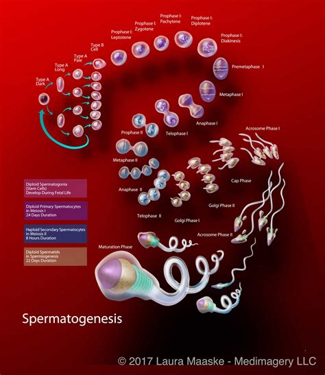 Spermatogenesis medical illustration - Medical Illustrations ...