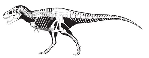 Dinosaurs Skeleton Tyrannosaurus Dinosaur Skeleton, Skull Drawing ...