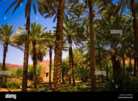 Saudi Arabia, Al-Ula date palm trees in the oasis and old houses Stock ...