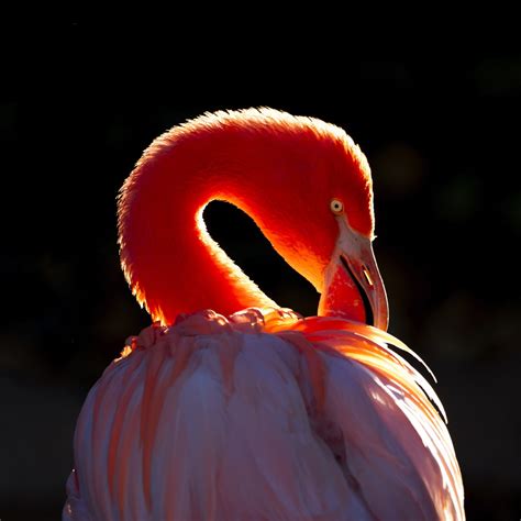 10 Essential Tips for Bird Photography | Skylum Blog