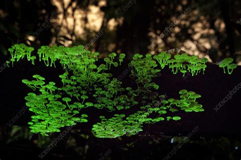 Bioluminescent mushrooms - Stock Image - C057/9176 - Science Photo Library