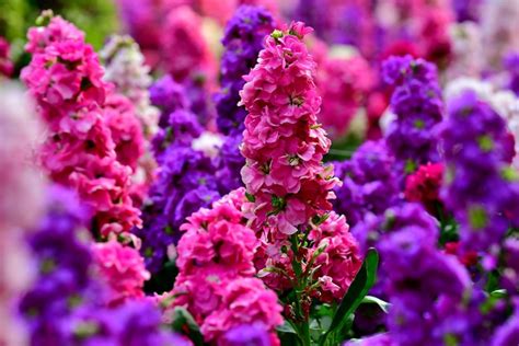 How To Grow And Care For Stock Flowers | BBC Gardeners World Magazine