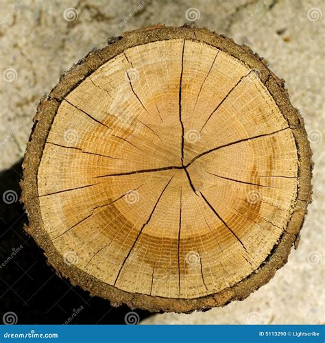 Cut log wood grain stock photo. Image of ring, crack, detail - 5113290