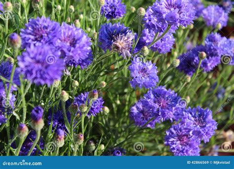 Blue Bachelor Button Flowers Stock Image - Image of grass, covered ...