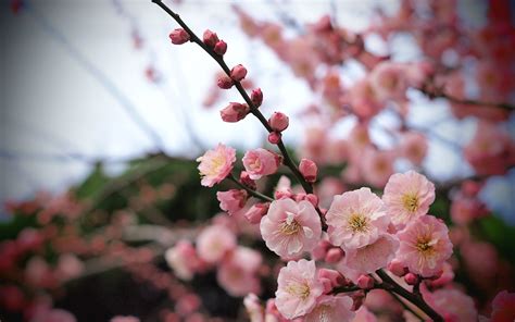 Apricot Blossom Buds wallpaper | 2560x1600 | #28968