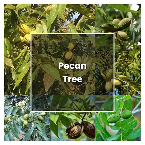 How to Grow Pecan Tree - Plant Care & Tips | NorwichGardener