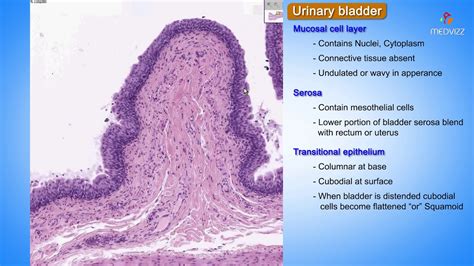 Urinary Bladder Histology Detrusor Muscle