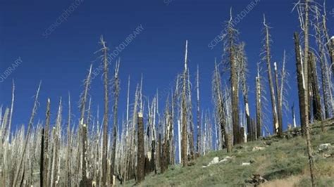 Forest destroyed by fire - Stock Video Clip - K004/7157 - Science Photo ...