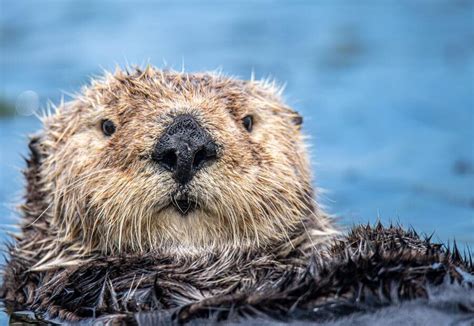 10 Beaver Spiritual Meanings and Symbolism: Definitive Guide