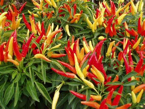 Piment ornemental comestible : plantation, soins et variétés