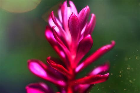 Splash of Pink Photograph by Nick Carlisle - Fine Art America