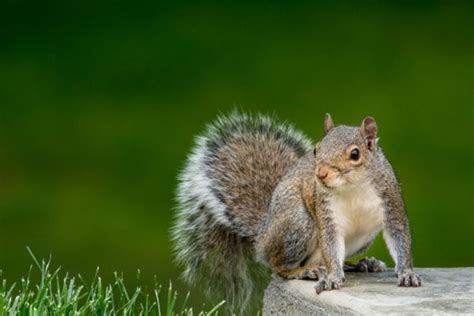 38+ Types of Squirrels - Field Guide (Names, Photos and More)