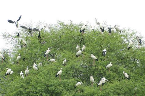 Keoladeo National Park | India Heritage Sites