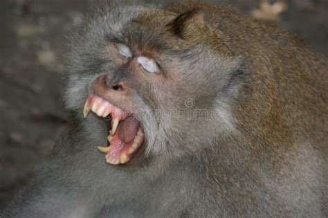 Makak Monkey in Temple of Bali, Indonesia Stock Image - Image of ...