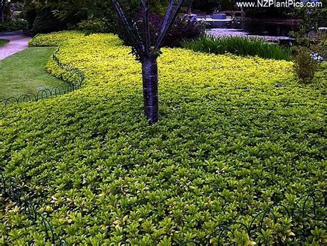 japanese garden ground cover plants