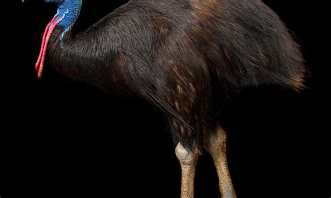 Meet the cassowary, a bird with claws rivaling Freddy Krueger's ...