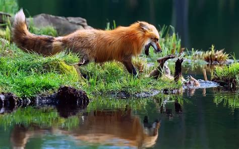 Red fox Mother Play fighting with Kid Full HD Wallpaper and Hintergrund ...