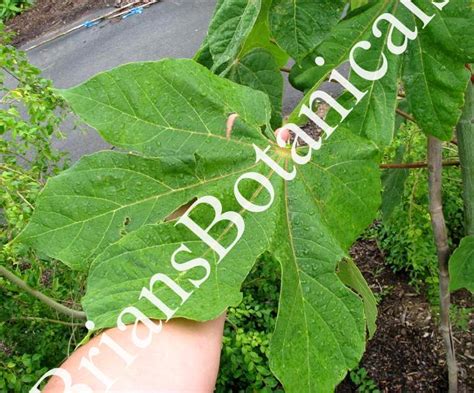 Firmiana simplex (Chinese Parasol tree) – Brian's Botanicals