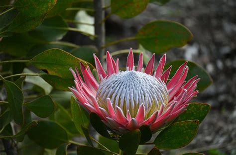 Plant of the month: Essential care tips for proteas | SA Garden and Home