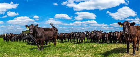 7 facts about Black Angus cattle | AGDAILY