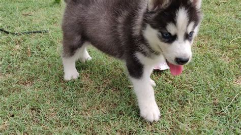 Siberian Husky Brown White And Black Dog With Blue Eyes - update berita ...