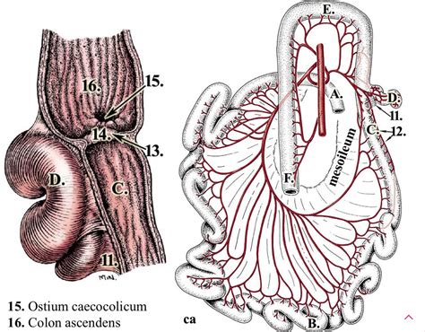 small intestine - ileum Diagram | Quizlet