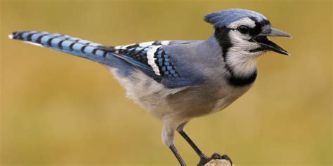 Mastering the Blue Jay Call: A Comprehensive Guide - Birds Of The Wild