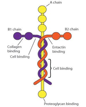 Laminin, Atlas moths, and gay brains