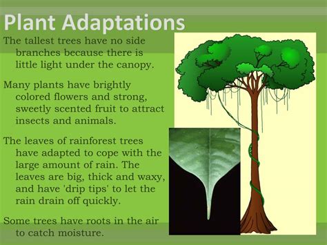 PPT - Rainforest Habitats PowerPoint Presentation, free download - ID ...