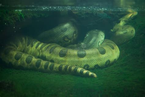 Green Anaconda Amazon River Stock Photos - Free & Royalty-Free Stock ...