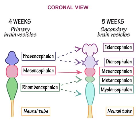 Prosencephalon Mesencephalon Rhombencephalon