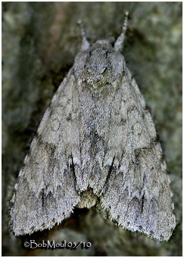 American Dagger Moth Acronicta americana #9200 photo - Bob Moul photos ...