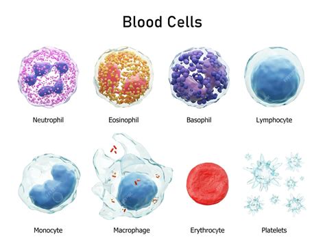 Basophils Neutrophils Lymphocytes Monocytes Eosinophils