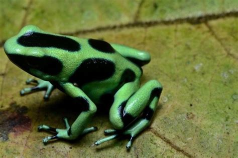 Green and black poison dart frog - Alchetron, the free social encyclopedia