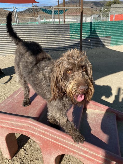 Service Dog Breed Spotlight: Labradoodles