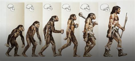 Homo Sapiens Evolution Timeline