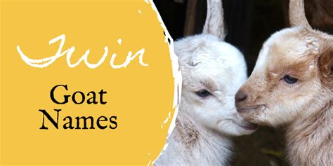 350+ Pet Goat Names (From Angus to Waffles) - PetHelpful