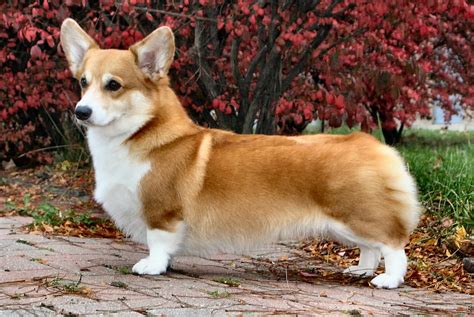 Pembroke Welsh Corgi Dogs - Profile | Facts | Care| Grooming - DogDwell