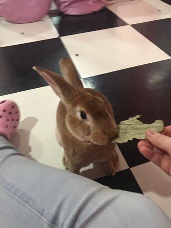 Bunny Cafe (Seoul) - 2019 All You Need to Know BEFORE You Go (with ...