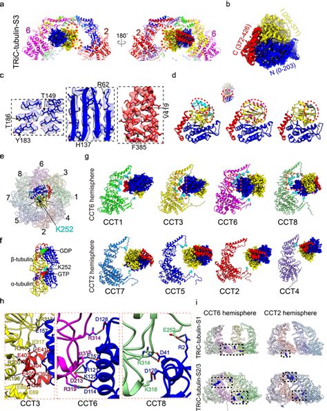 | TRiC-tubulin-S3 structure showing a near-natively folded tubulin ...