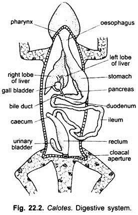 Lizard Internal Anatomy