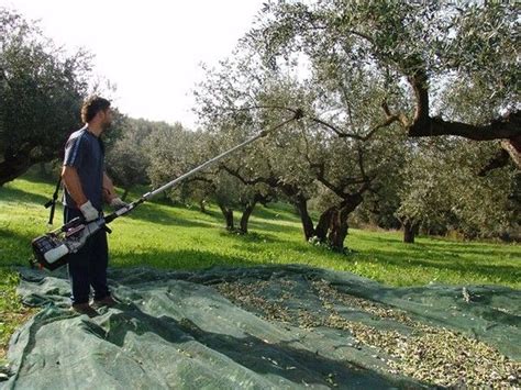 "Assisted" olive harvesting