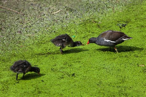 Moorhen (Gallinula Chloropus) - Food, Habitat and Identification